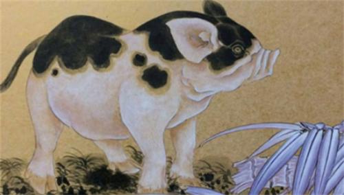 属猪金牛座2025年运势怎么样（属猪金牛座爱情运势）
