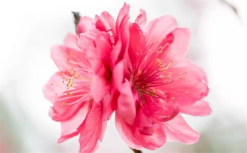 桃花运是指什么（免费测试桃花运出现时间）
